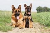 BERGER ALLEMAND 748